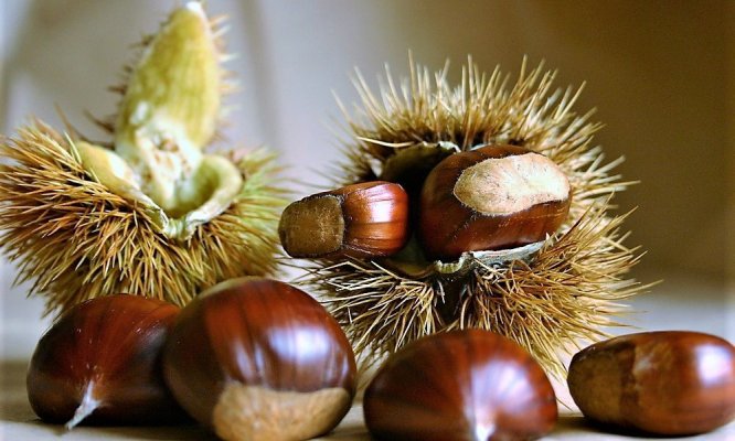 immagine Scopri il frutto nascosto nel riccio – Dalla pianta alla tavola